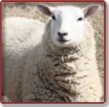 Овца - источник овечьей шерсти фото