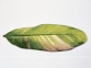 Хлопковый коврик ABYSS & HABIDECOR Musa apple green 70х140 3