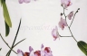 Постельное белье Signoria Firenze Orchidea fuxia семейный 1